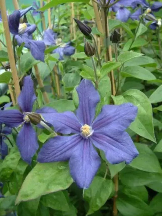 Clematis durandii- Starter Plant, NON CLIMBING FLOWERS - Caribbean garden seed