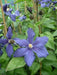 Clematis durandii- Starter Plant, NON CLIMBING FLOWERS - Caribbean garden seed