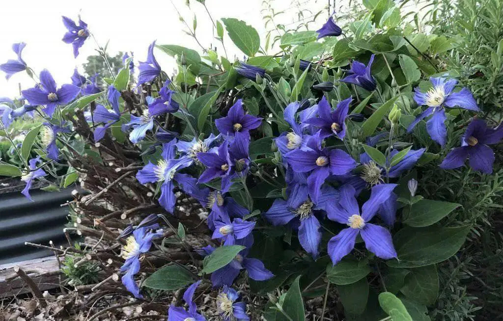 Clematis durandii- Starter Plant, NON CLIMBING FLOWERS - Caribbean garden seed