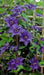 Clematis Blue Climador, Live Plant Vine, Perennial, - Caribbean garden seed