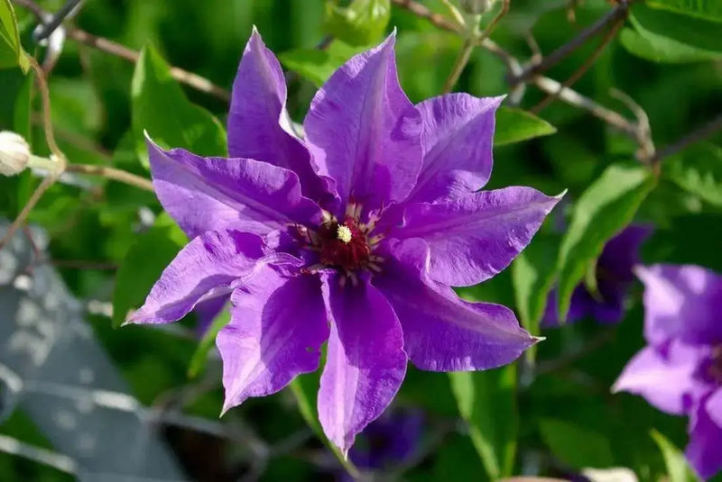 Clematis Blue Climador, Live Plant Vine, Perennial, - Caribbean garden seed