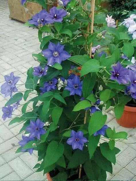 Clematis Blue Climador, Live Plant Vine, Perennial, - Caribbean garden seed