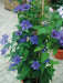 Clematis Blue Climador, Live Plant Vine, Perennial, - Caribbean garden seed