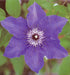Clematis Blue Climador, Live Plant Vine, Perennial, - Caribbean garden seed