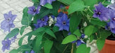 Clematis Blue Climador, Live Plant Vine, Perennial, - Caribbean garden seed