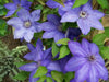 Clematis Elsa Spaeth (2.5' POT PLANT) Flowering  Vine, Perennial - Caribbean garden seed