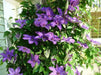 Clematis Elsa Spaeth (2.5' POT PLANT) Flowering  Vine, Perennial - Caribbean garden seed