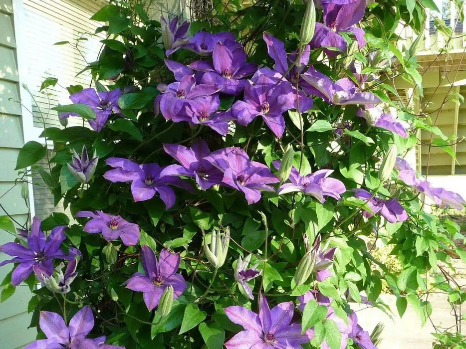 Clematis Elsa Spaeth (2.5' POT PLANT) Flowering  Vine, Perennial - Caribbean garden seed
