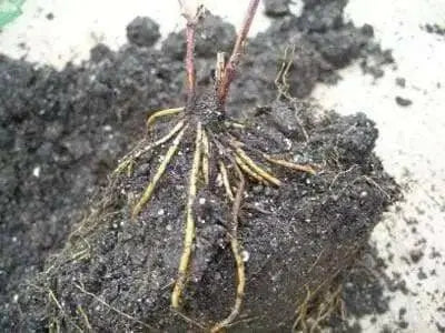 Clematis Elsa Spaeth (2.5' POT PLANT) Flowering  Vine, Perennial - Caribbean garden seed