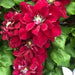 CLEMATIS Charmaine Evipo022, 2.5' POT STARTER PLANT, PERENNIAL VINE - Caribbean garden seed