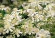 Clematis fargesioides, Starter Plant, PERENNIAL VINE - Caribbean garden seed