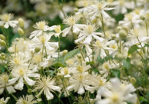 Clematis fargesioides, Starter Plant, PERENNIAL VINE - Caribbean garden seed