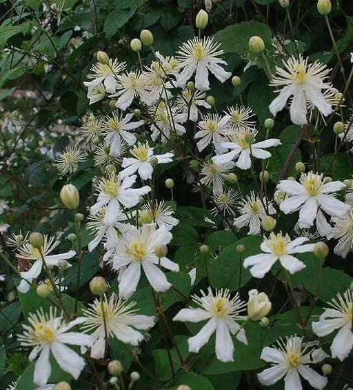 Clematis fargesioides, Starter Plant, PERENNIAL VINE - Caribbean garden seed