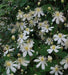 Clematis fargesioides, Starter Plant, PERENNIAL VINE - Caribbean garden seed