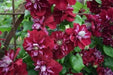 CLEMATIS Charmaine Evipo022, 2.5' POT STARTER PLANT, PERENNIAL VINE - Caribbean garden seed