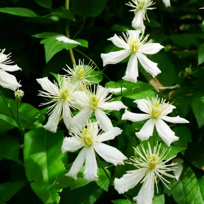 Clematis fargesioides, Starter Plant, PERENNIAL VINE - Caribbean garden seed