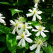 Clematis fargesioides, Starter Plant, PERENNIAL VINE - Caribbean garden seed