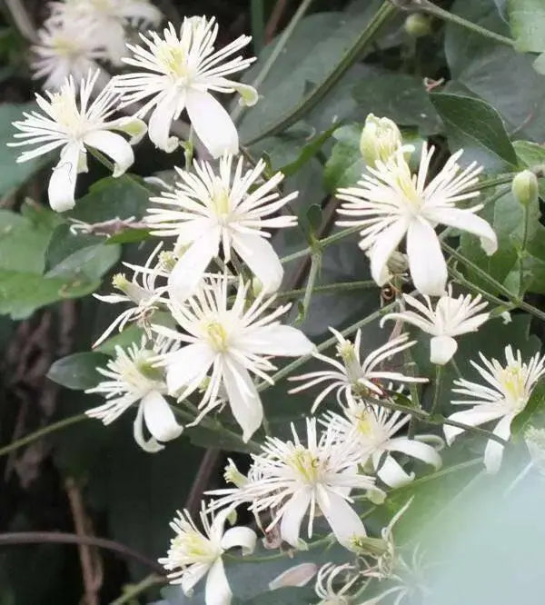 Clematis fargesioides, Starter Plant, PERENNIAL VINE - Caribbean garden seed