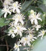 Clematis fargesioides, Starter Plant, PERENNIAL VINE - Caribbean garden seed