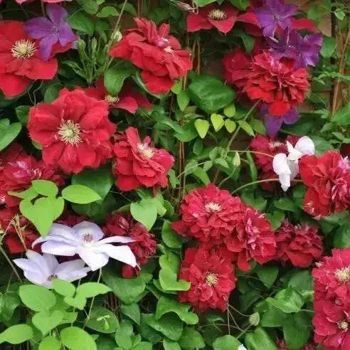 CLEMATIS Charmaine Evipo022, 2.5' POT STARTER PLANT, PERENNIAL VINE - Caribbean garden seed