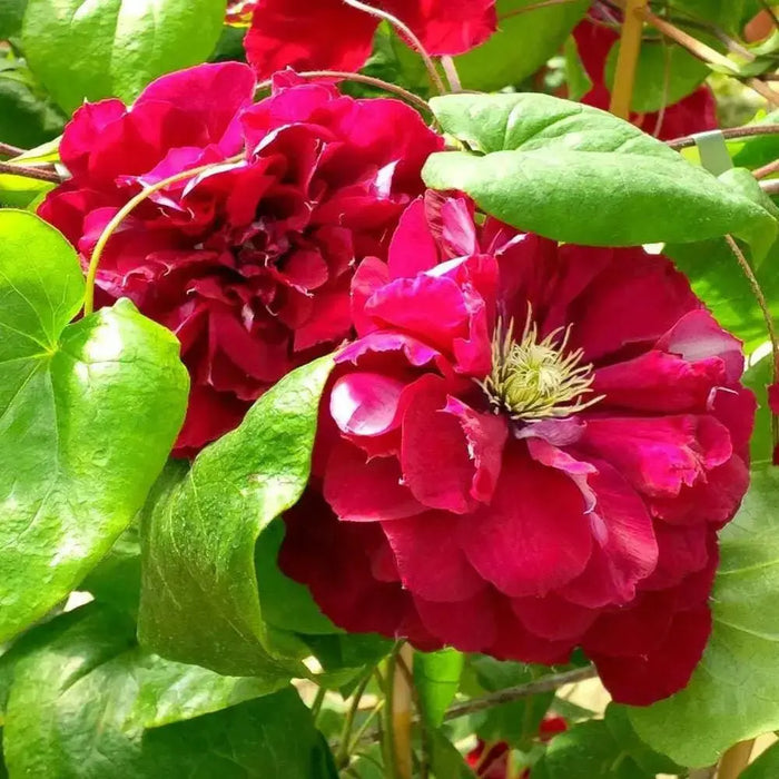 CLEMATIS Charmaine Evipo022, 2.5' POT STARTER PLANT, PERENNIAL VINE - Caribbean garden seed