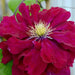 CLEMATIS Charmaine Evipo022, 2.5' POT STARTER PLANT, PERENNIAL VINE - Caribbean garden seed