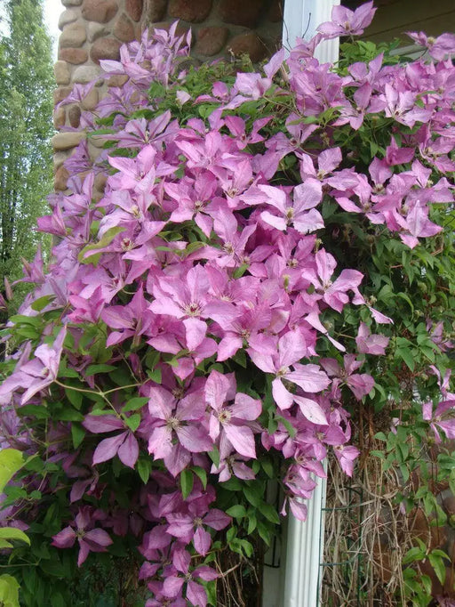 CLEMATIS Giselle, Starter Plant, perennial vine - Caribbean garden seed
