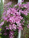 CLEMATIS Giselle, Starter Plant, perennial vine - Caribbean garden seed