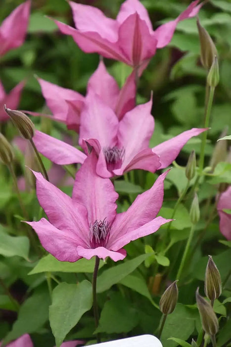 CLEMATIS Giselle, Starter Plant, perennial vine - Caribbean garden seed