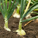 Cipollini Onion plants, Annual vegetable, ITALIAN FLAT ONION - Caribbean garden seed