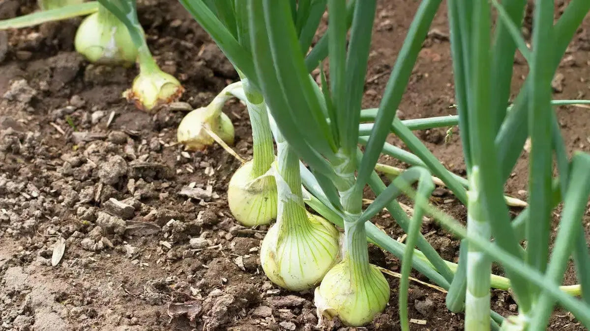Cipollini Onion plants, Annual vegetable, ITALIAN FLAT ONION - Caribbean garden seed