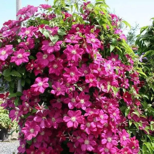 Clematis Ernest Markham (Starter Plant) PERENNIAL VINE - Caribbean garden seed