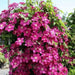 Clematis Ernest Markham (Starter Plant) PERENNIAL VINE - Caribbean garden seed
