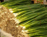 Cipollini Onion plants, Annual vegetable, ITALIAN FLAT ONION - Caribbean garden seed