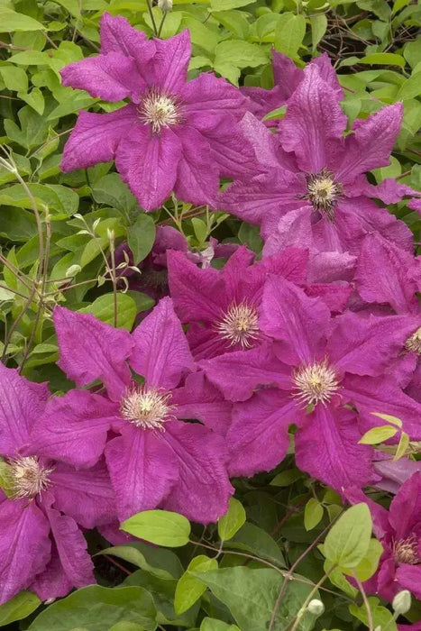 Clematis Ernest Markham (Starter Plant) PERENNIAL VINE - Caribbean garden seed
