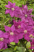 Clematis Ernest Markham (Starter Plant) PERENNIAL VINE - Caribbean garden seed