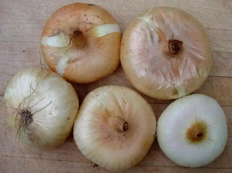 Cipollini Onion plants, Annual vegetable, ITALIAN FLAT ONION - Caribbean garden seed