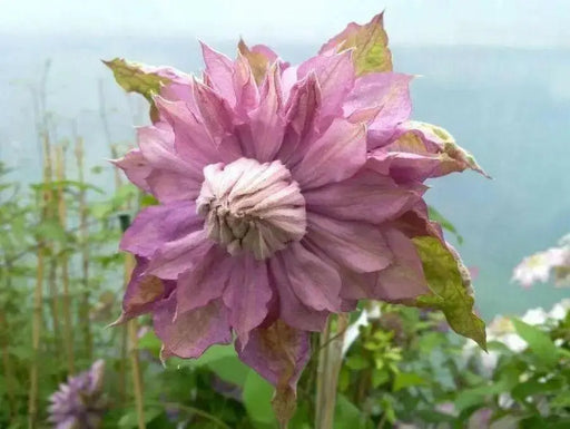Clematis 'Proteus' (Dormant Bare Root) Early flowering ,Perennial vine - Caribbean garden seed