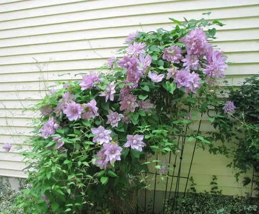 Clematis 'Proteus' (Dormant Bare Root) Early flowering ,Perennial vine - Caribbean garden seed