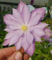 Clematis 'Proteus' (Dormant Bare Root) Early flowering ,Perennial vine - Caribbean garden seed