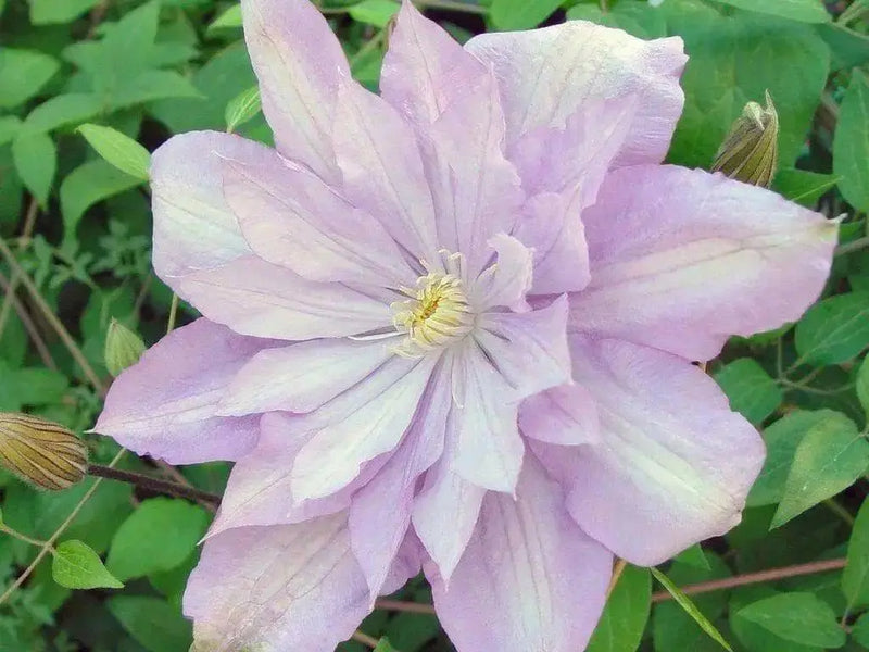 Clematis 'Proteus' (Dormant Bare Root) Early flowering ,Perennial vine - Caribbean garden seed