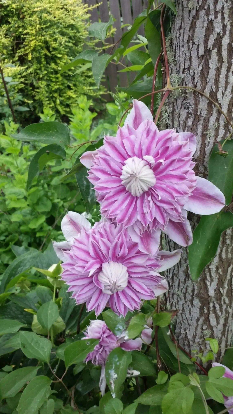 Clematis 'Proteus' (Dormant Bare Root) Early flowering ,Perennial vine - Caribbean garden seed