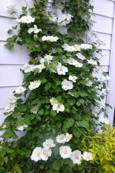 CLEMATIS Guernsey Cream, Starter Plant, PERENNIAL VINE - Caribbean garden seed