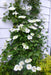 CLEMATIS Guernsey Cream, Starter Plant, PERENNIAL VINE - Caribbean garden seed