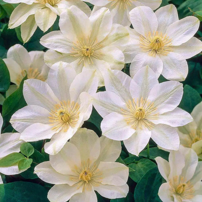 CLEMATIS Guernsey Cream, Starter Plant, PERENNIAL VINE - Caribbean garden seed