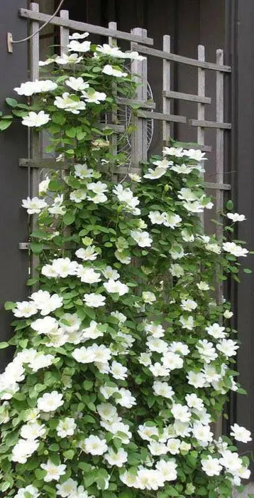 CLEMATIS Guernsey Cream, Starter Plant, PERENNIAL VINE - Caribbean garden seed