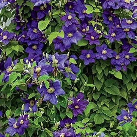 CLEMATIS General sikorski, Starter Plant, PERENNIAL VINE - Caribbean garden seed