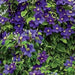 CLEMATIS General sikorski, Starter Plant, PERENNIAL VINE - Caribbean garden seed
