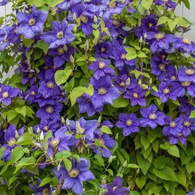 CLEMATIS General sikorski, Starter Plant, PERENNIAL VINE - Caribbean garden seed