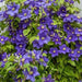 CLEMATIS General sikorski, Starter Plant, PERENNIAL VINE - Caribbean garden seed